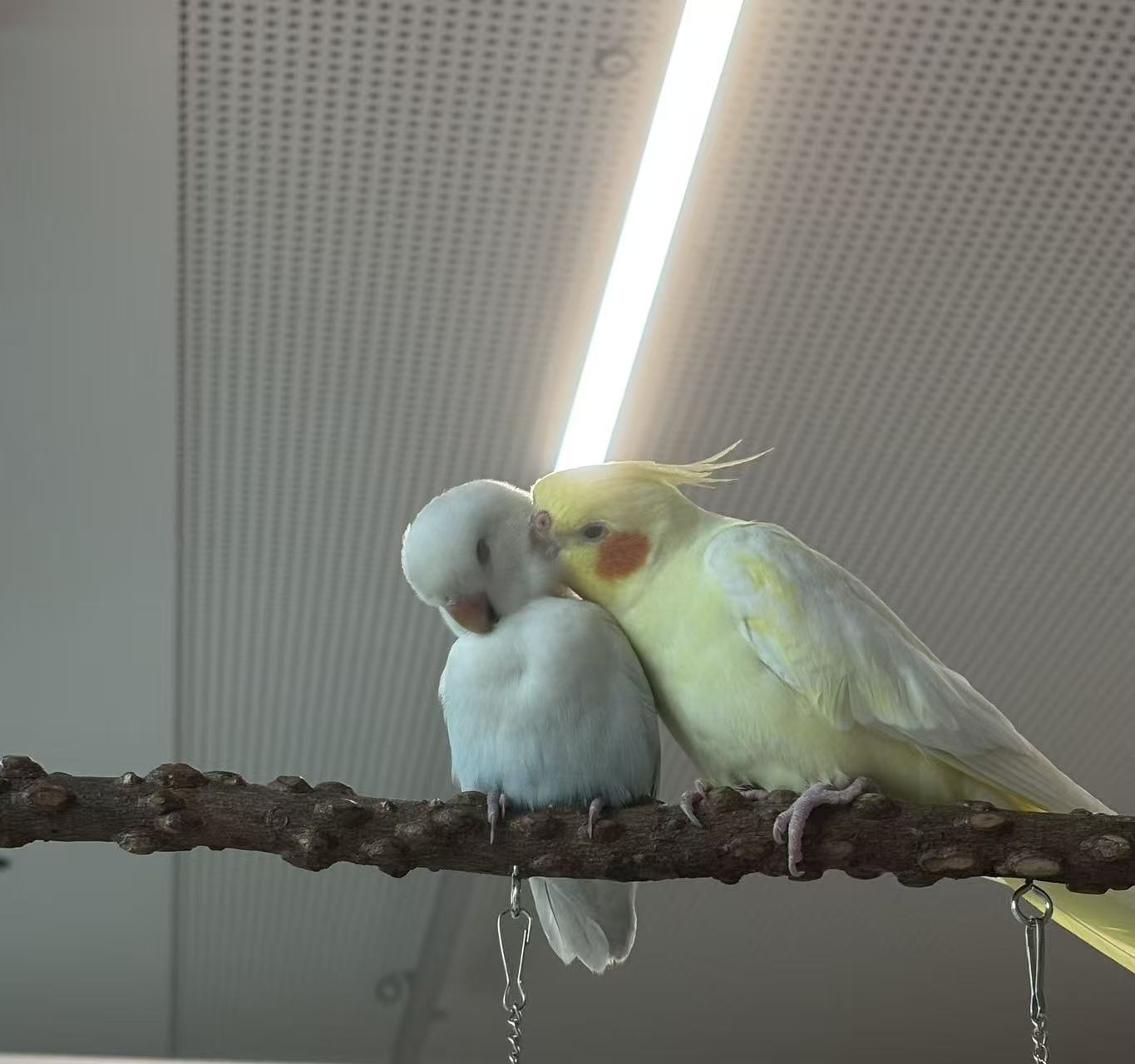 Lucky back with a companion after recovery