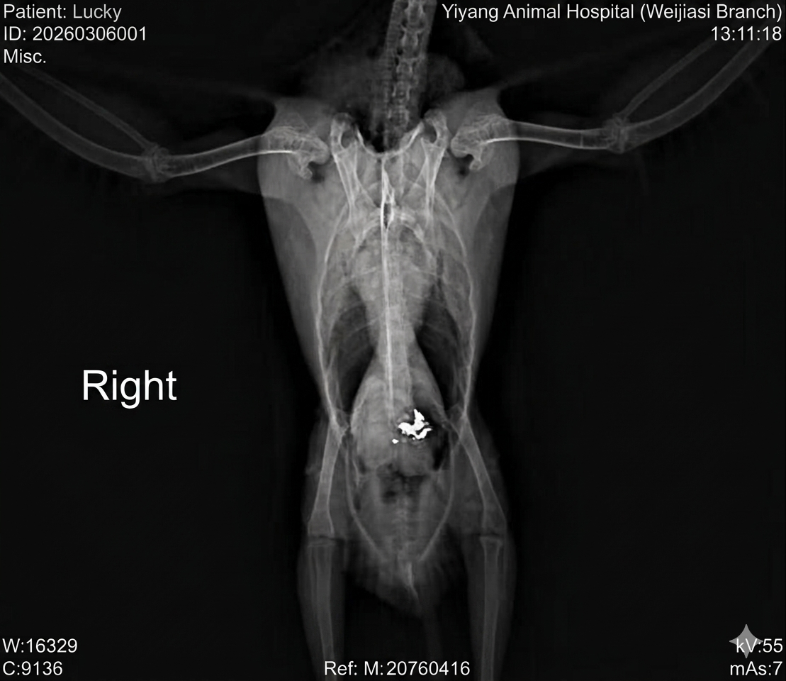 Lucky X-ray image